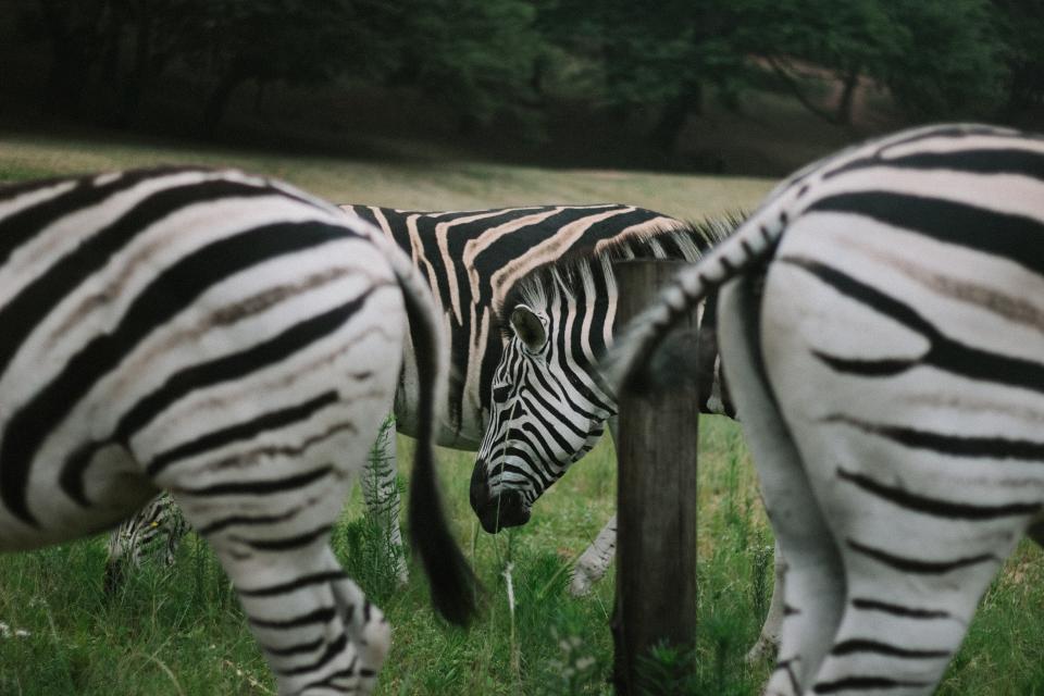 Zebra Animal