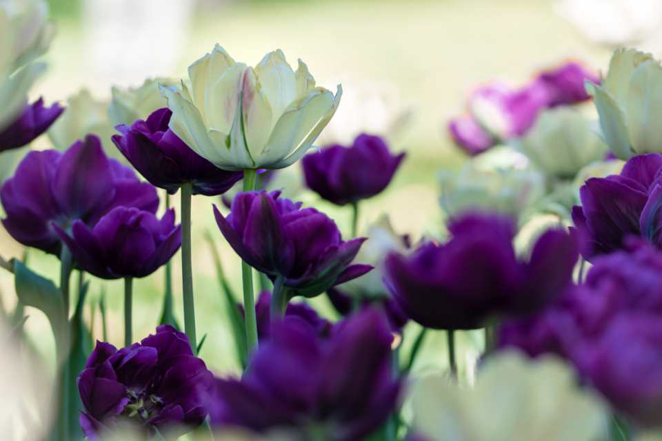 Tulips Background