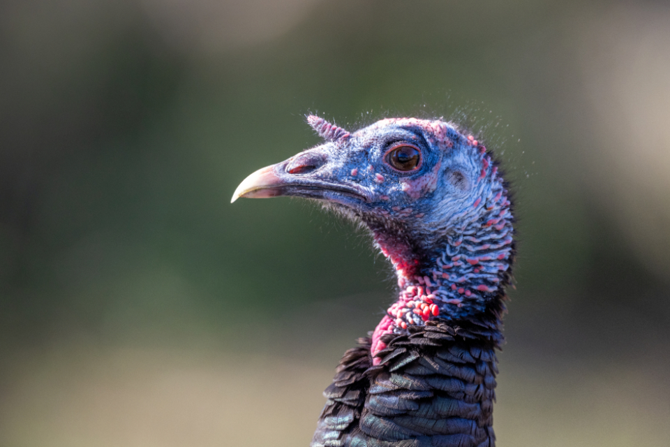 Wild Turkey