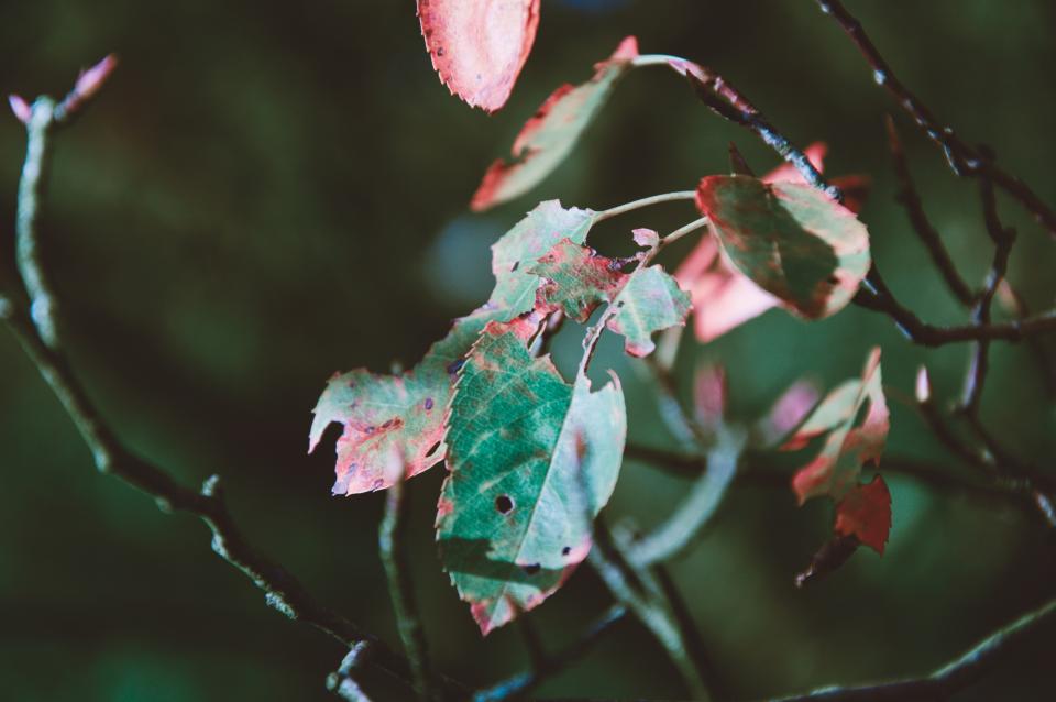 Leaves Plants