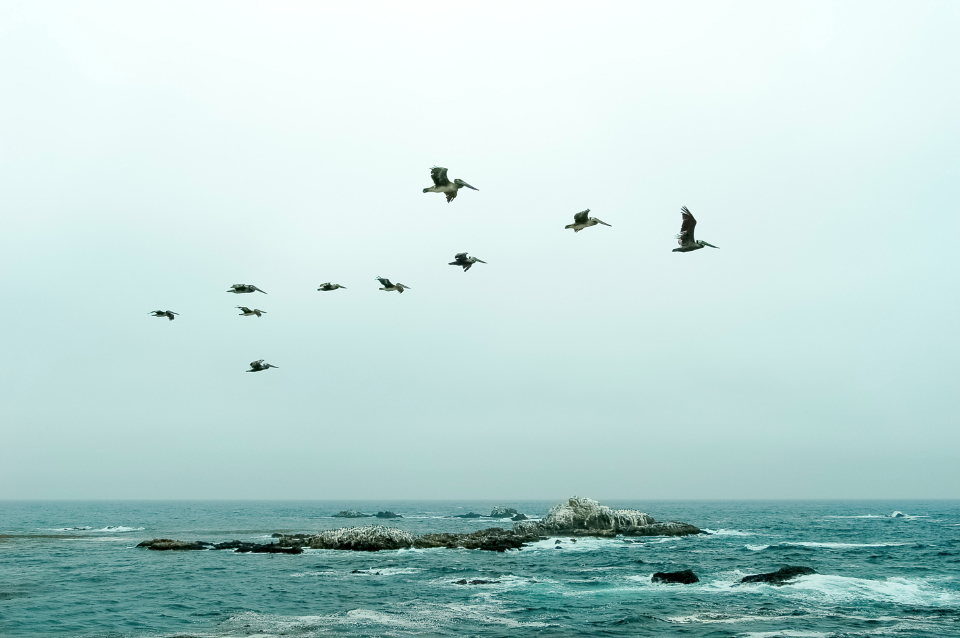 Green Ocean