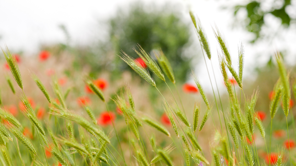Wheat Field