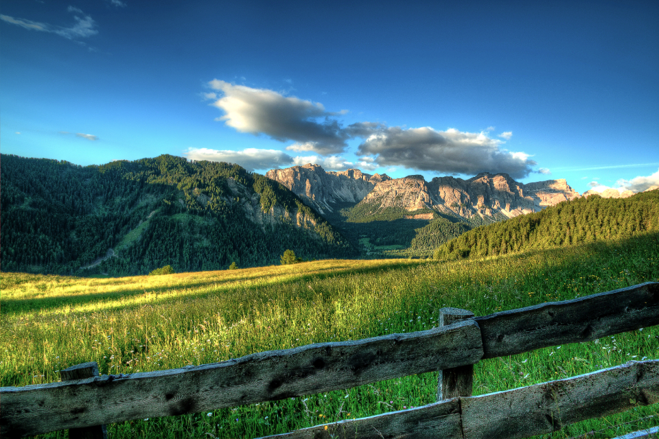 Summer Meadow