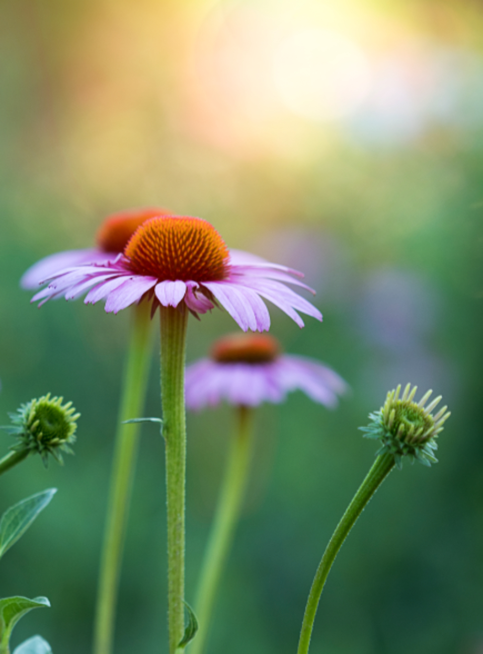 Pink Garden