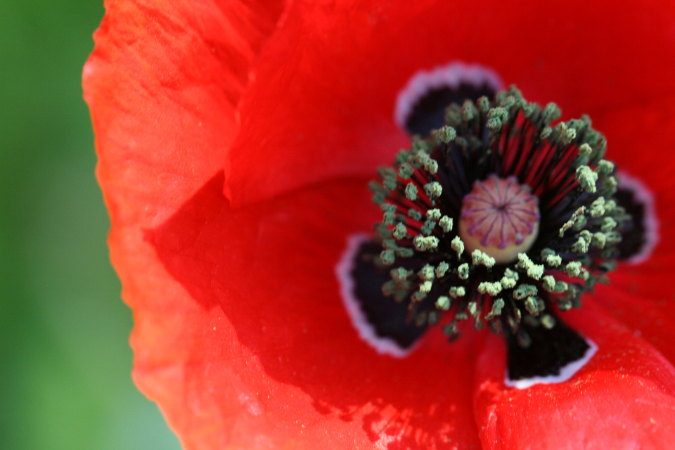 Poppy Flower