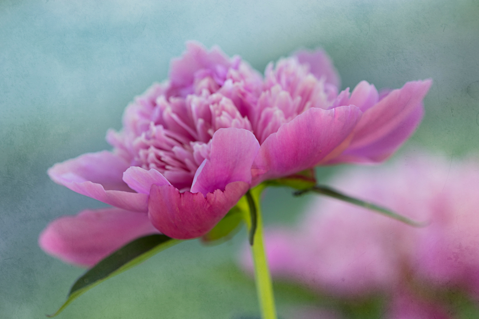 Peony Flower