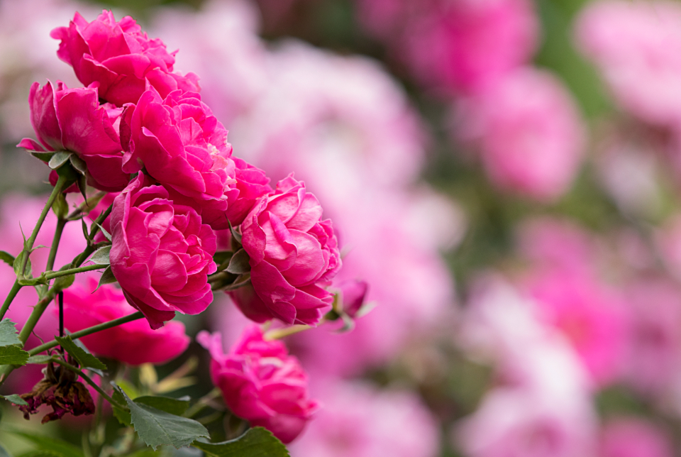 Pink Blossoms