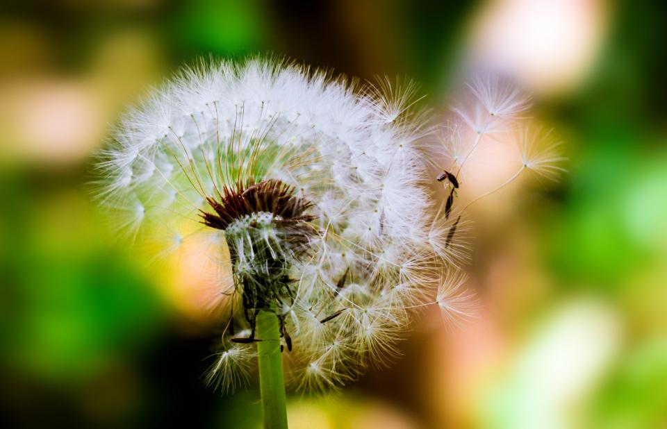 Dandelion Flower