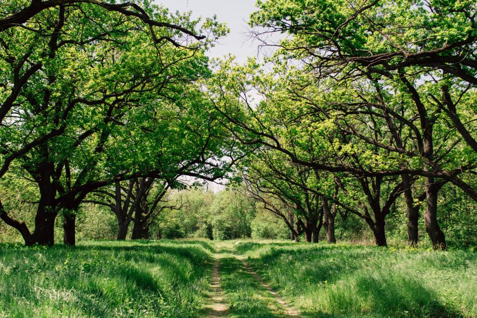 Green Grass