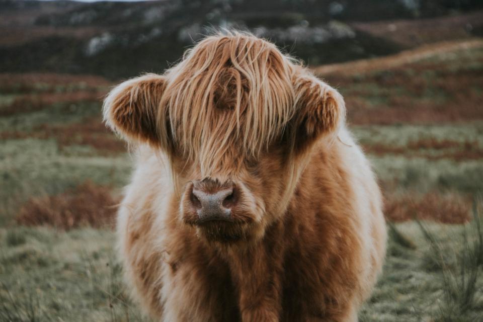 Calf Animal