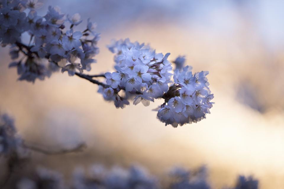 Flower Violet