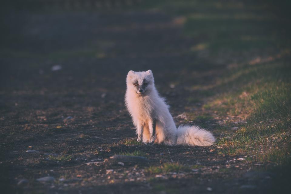 Wolf Animal