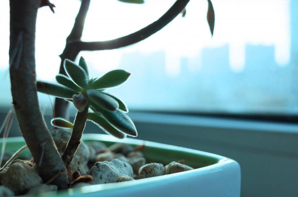 Leaves Green