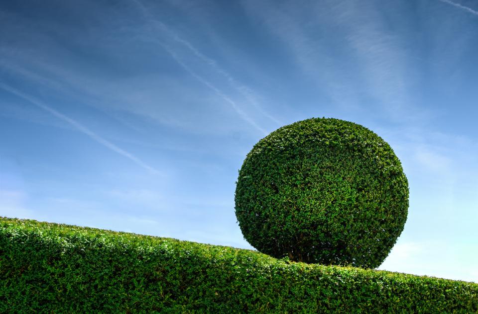 Green Shrubs