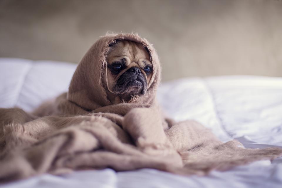 Pug Dog