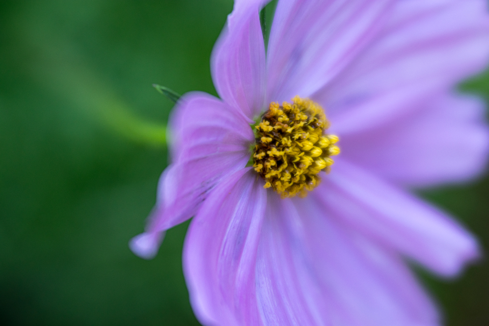 Purple Flower