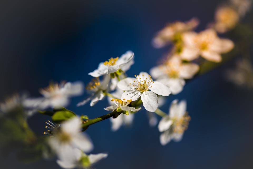 Flower White