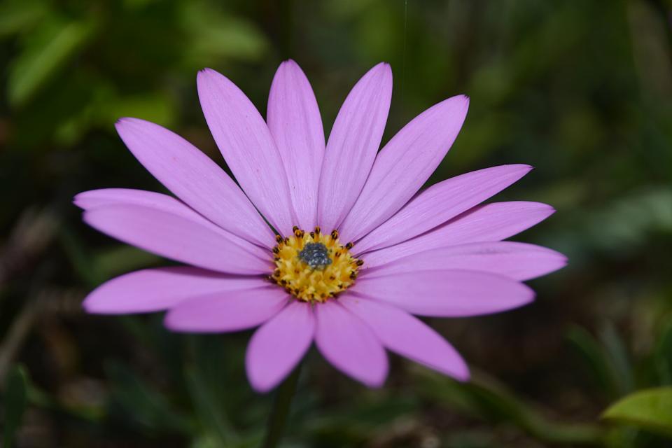 Bokeh Blur
