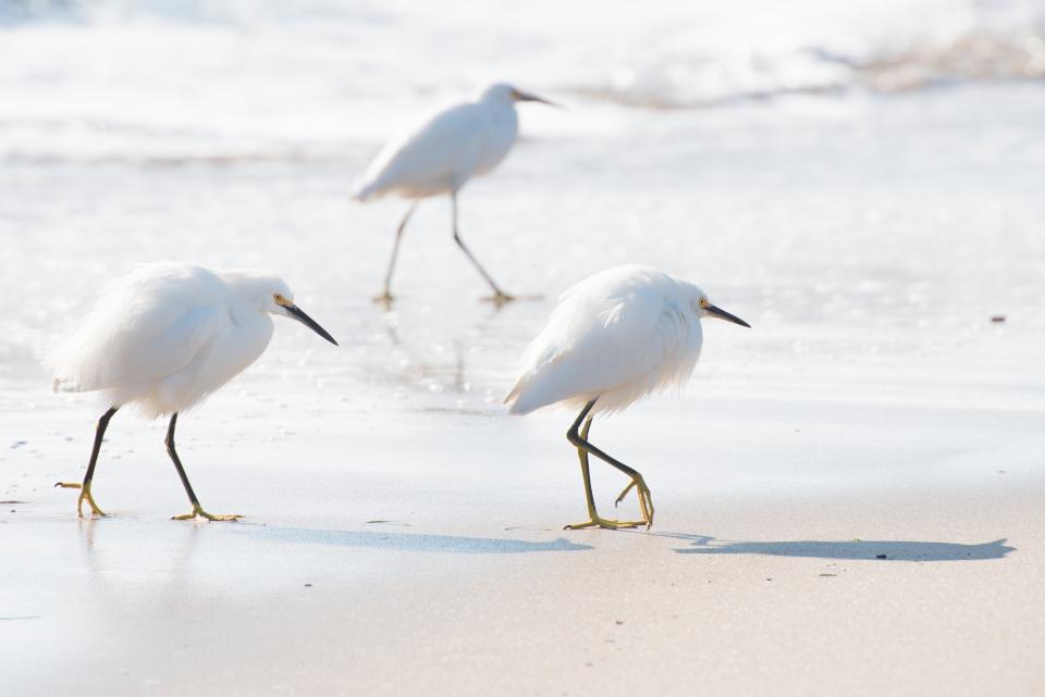 White Bird