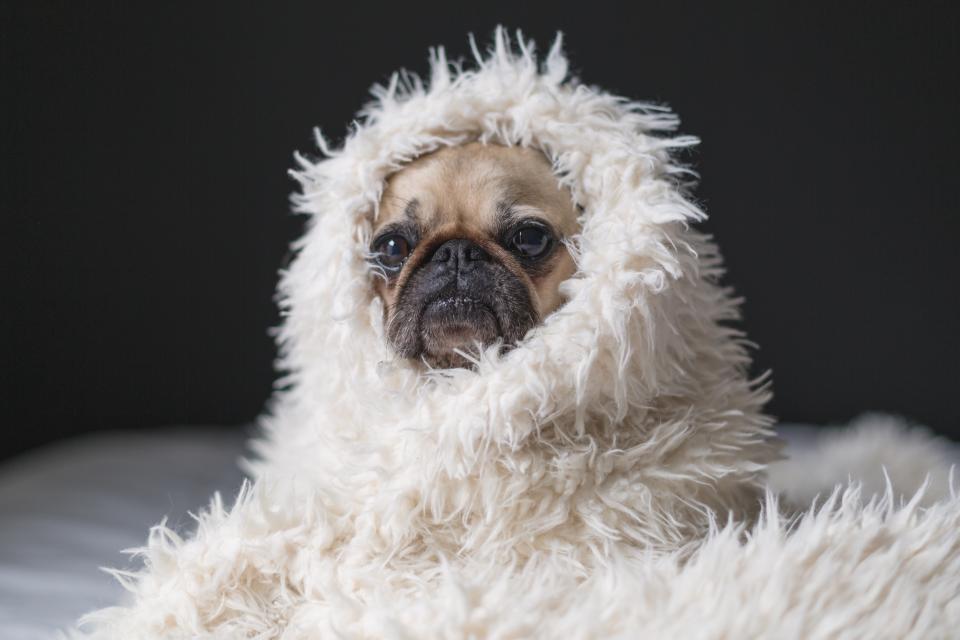 Pug Dog