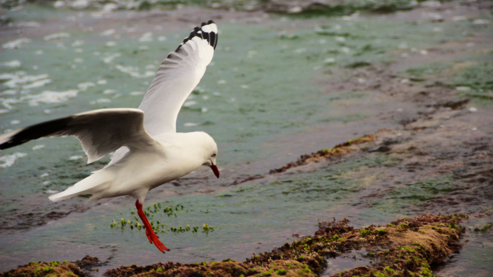 Seagull Beach