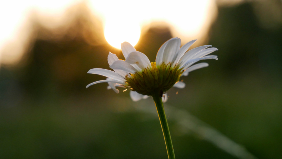 White Daisy