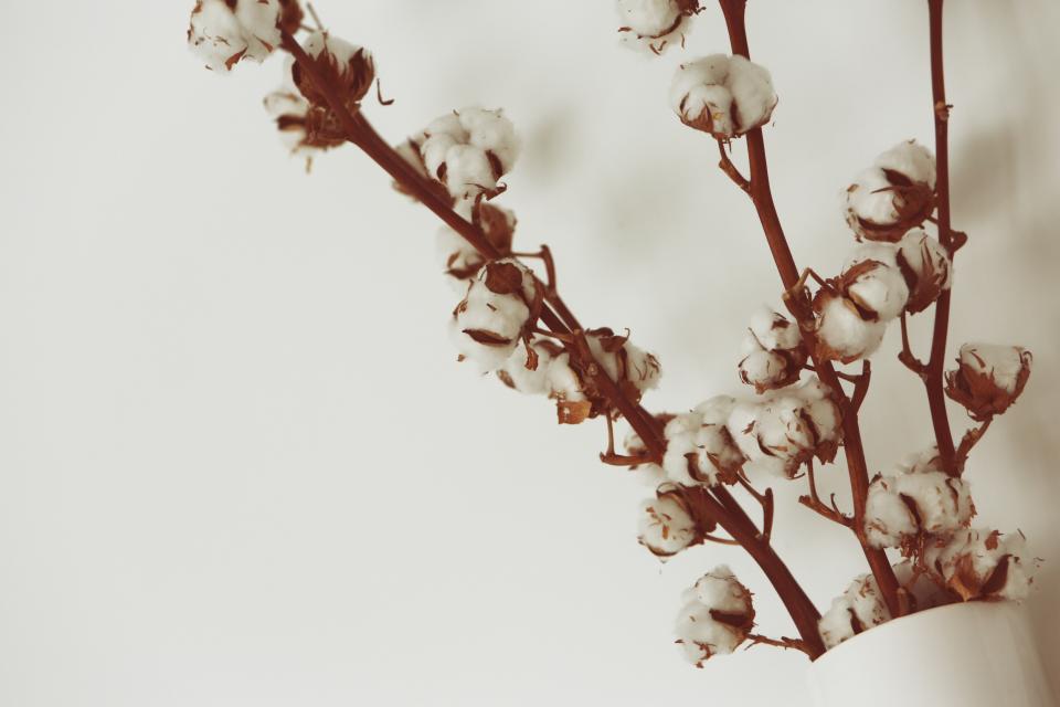 Cotton Flowers