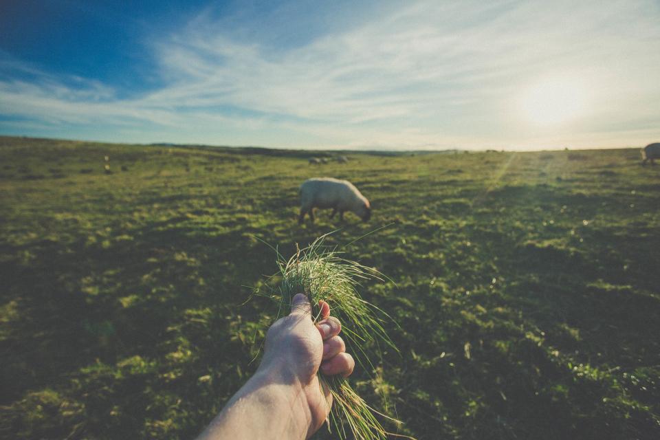 Grass Field