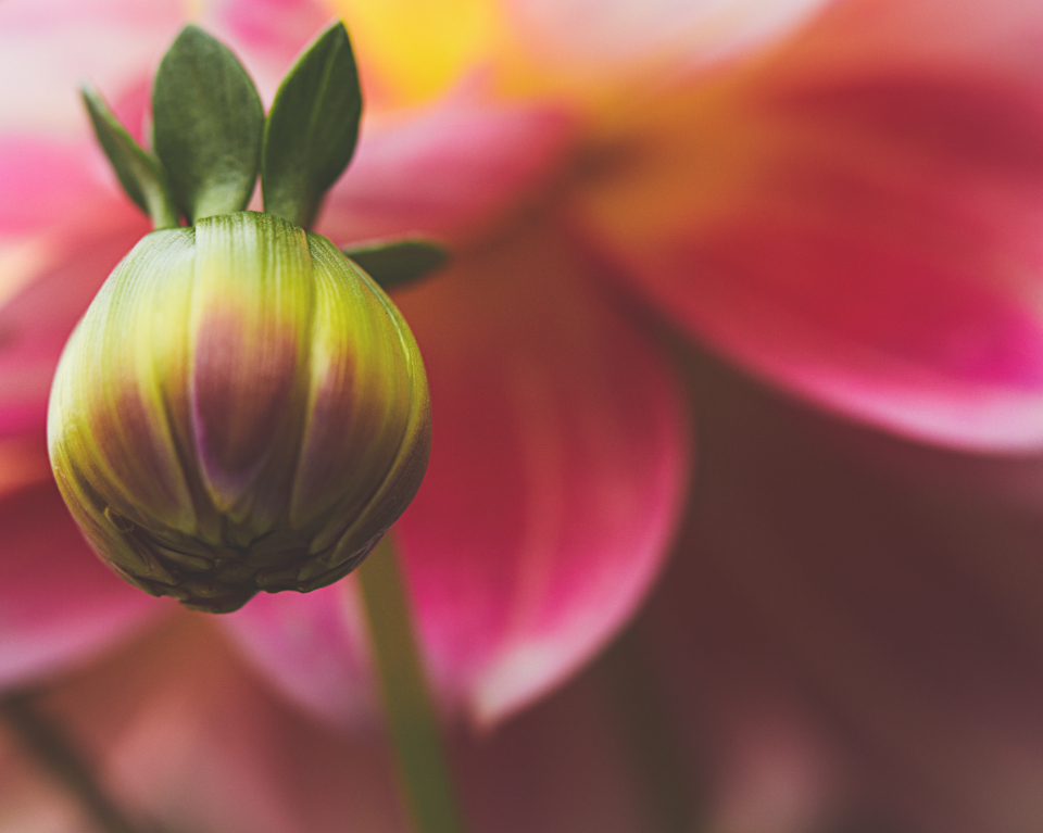 Flower Bud