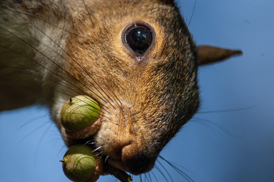 Squirrel Animal