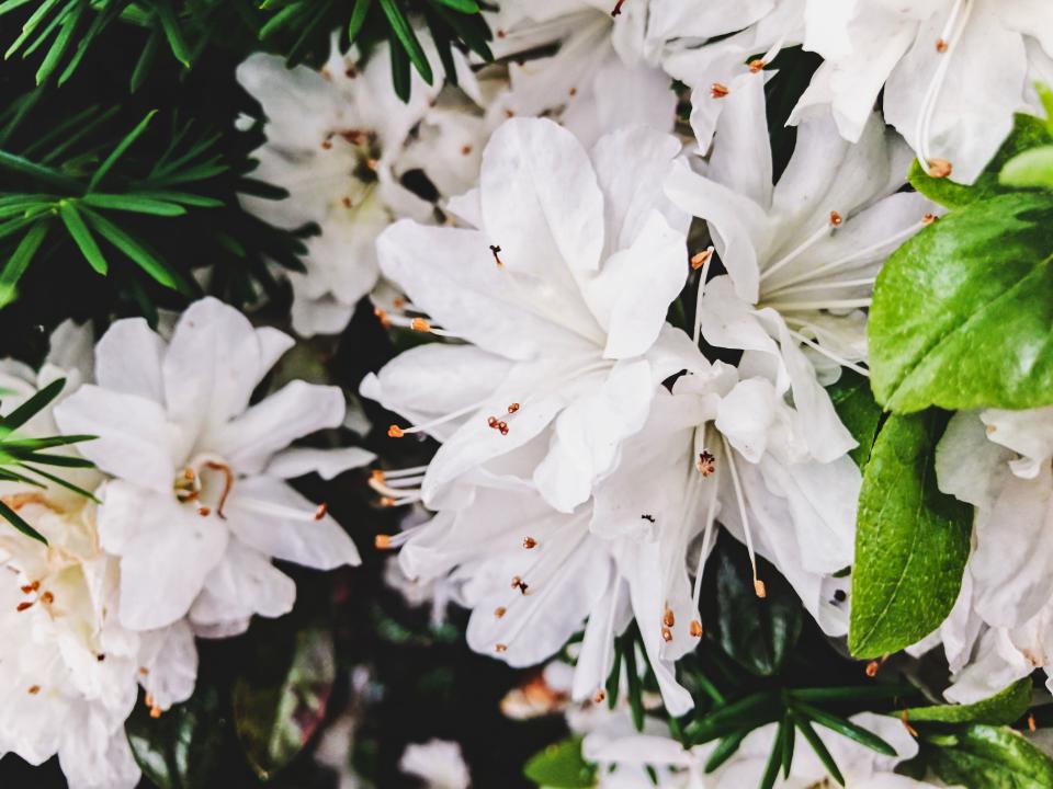 White Flower