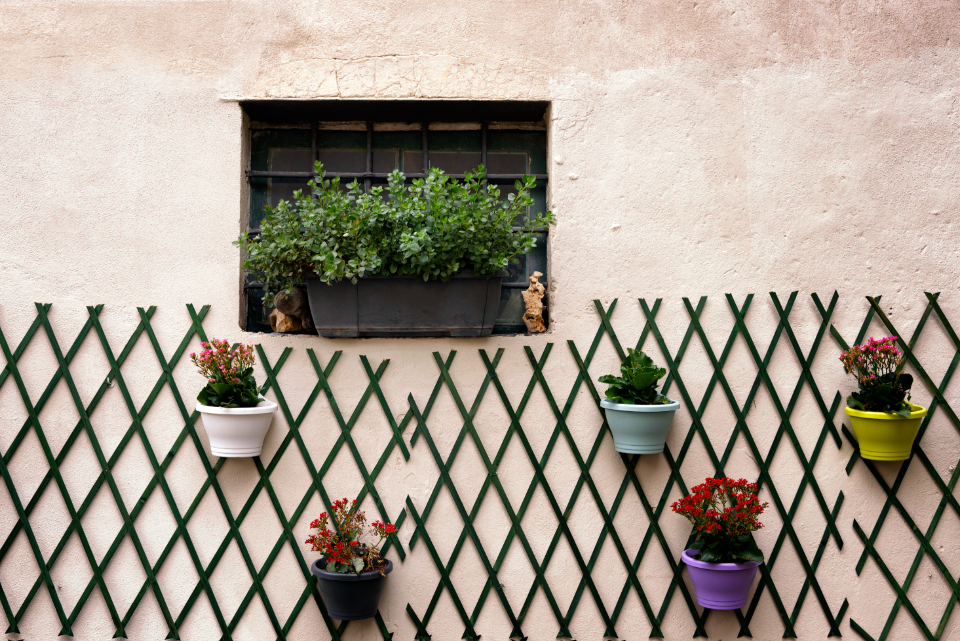 Wall Plant