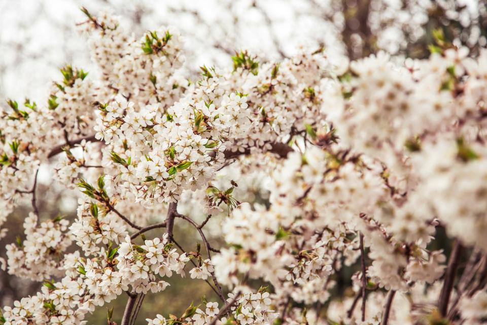 Flower White
