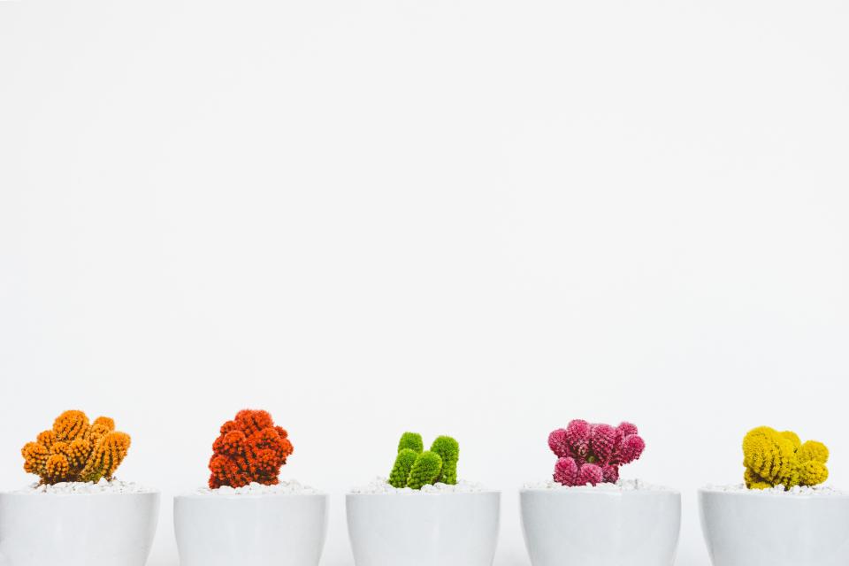 Plant Garden