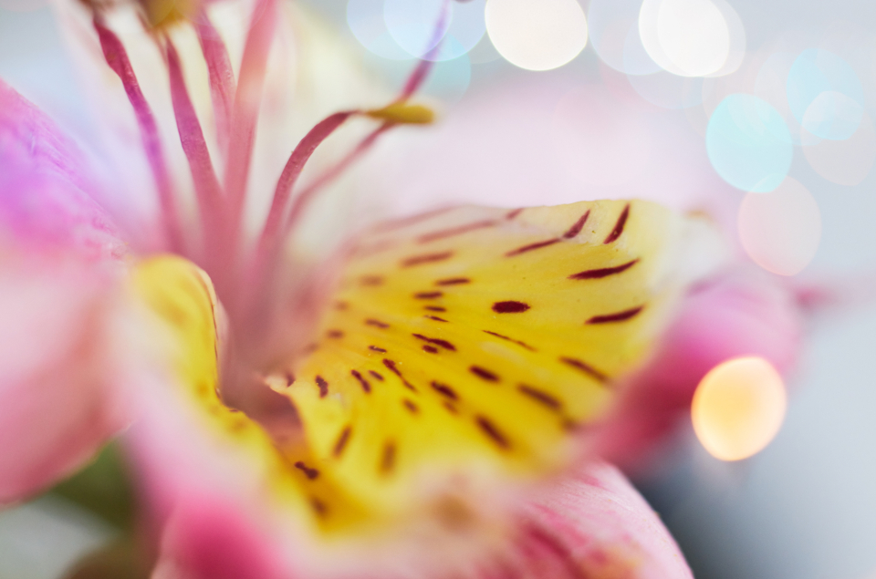 Flower Background