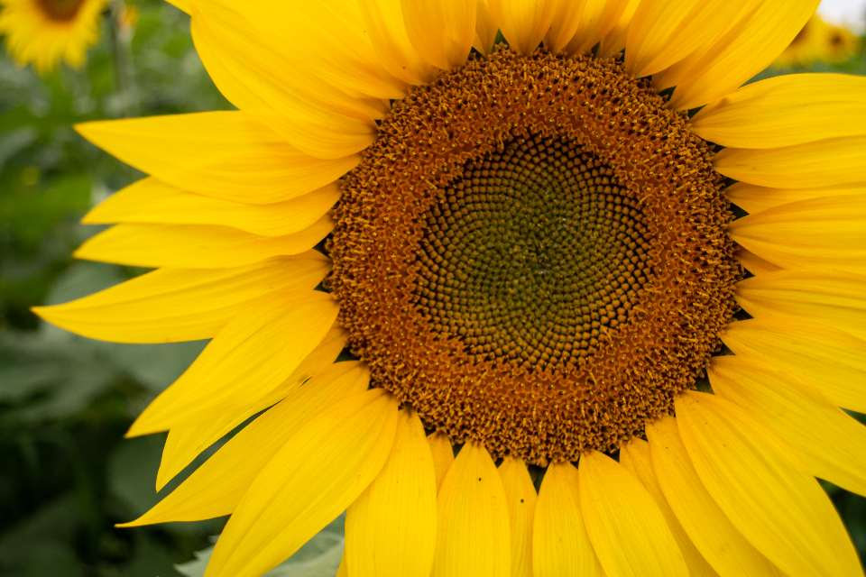 Sunflower Flower