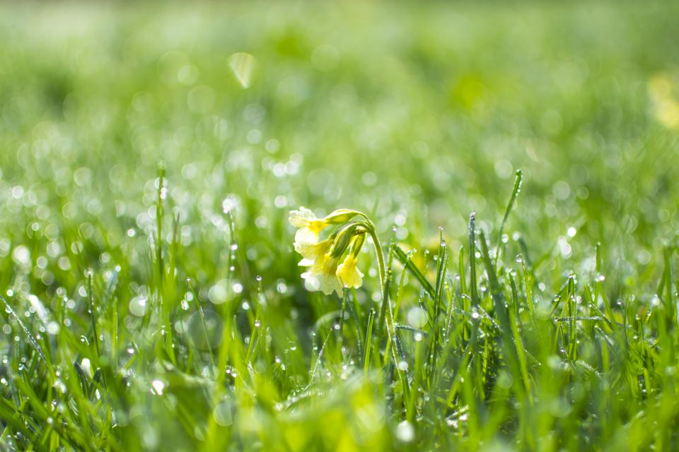 Flowers Nature