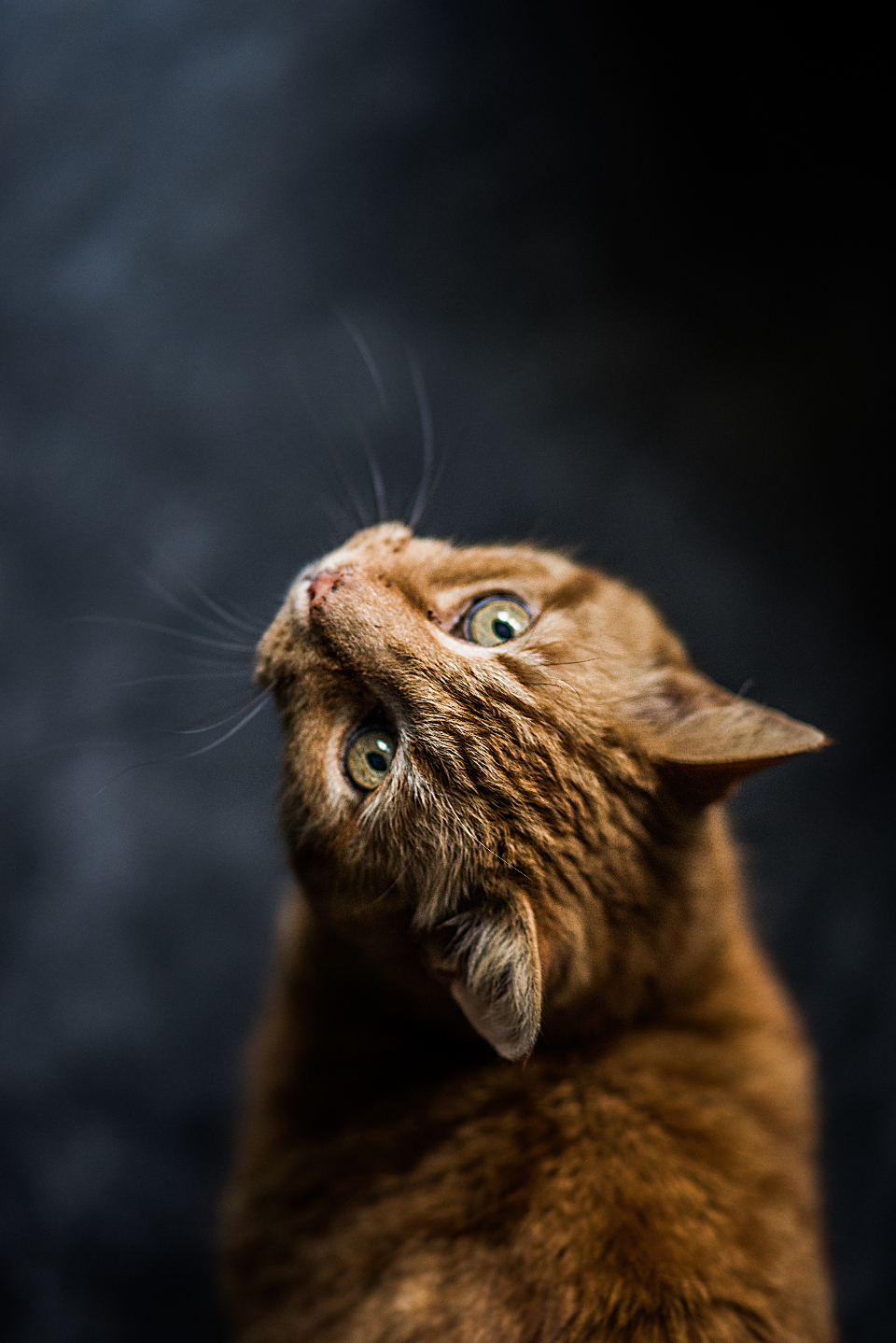 Ginger Cat