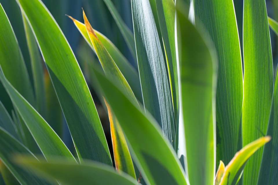 Plants Sun