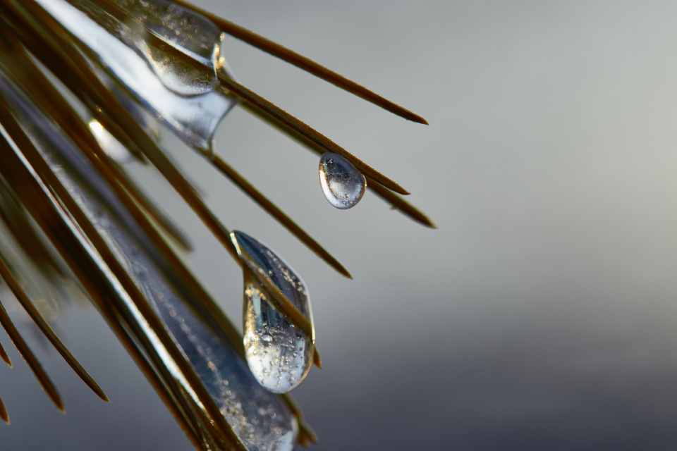 Dew Drops