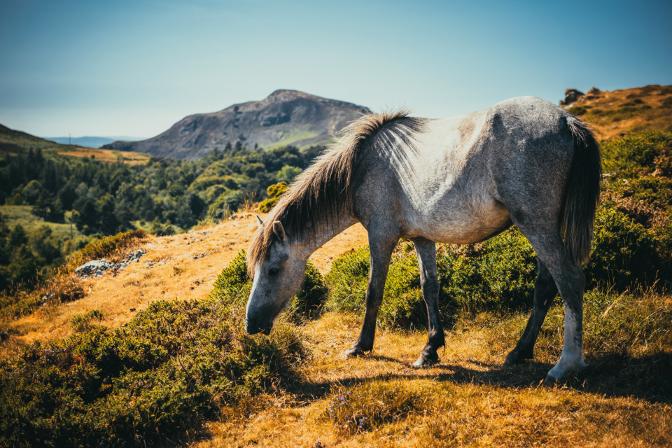 Wild Horse
