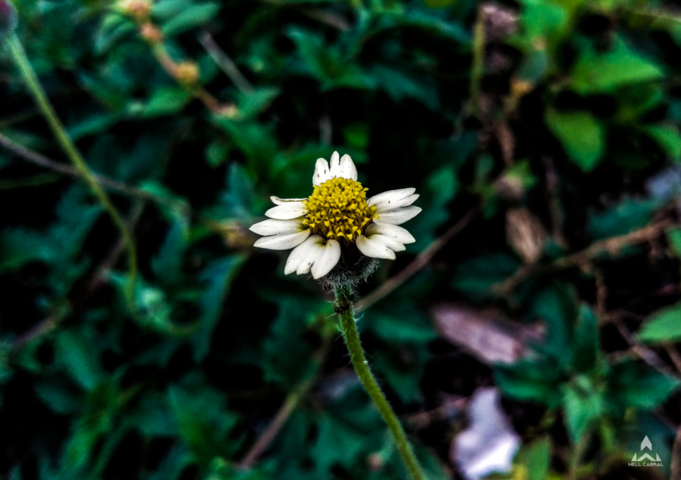 Flower Nature