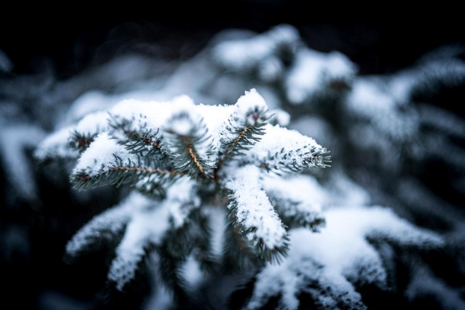 Tree Plant