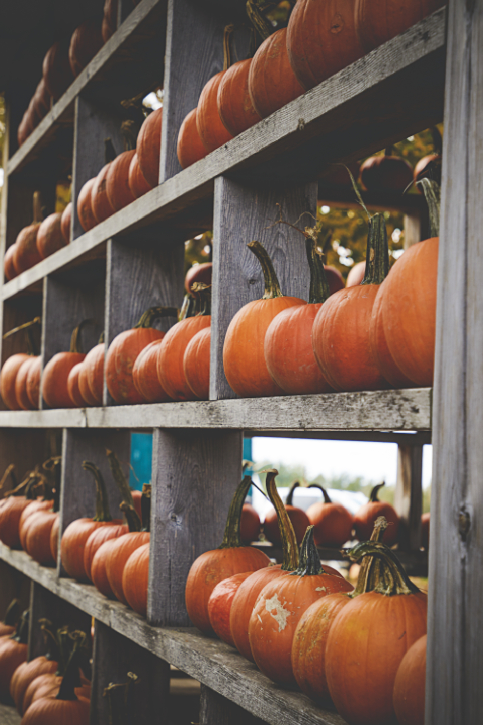 Fall Pumpkins