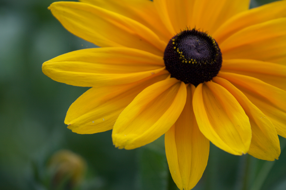 Yellow Flower