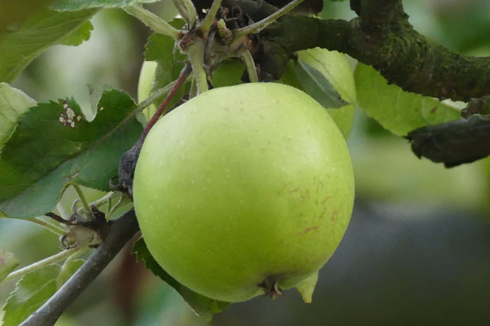 Poland Apple