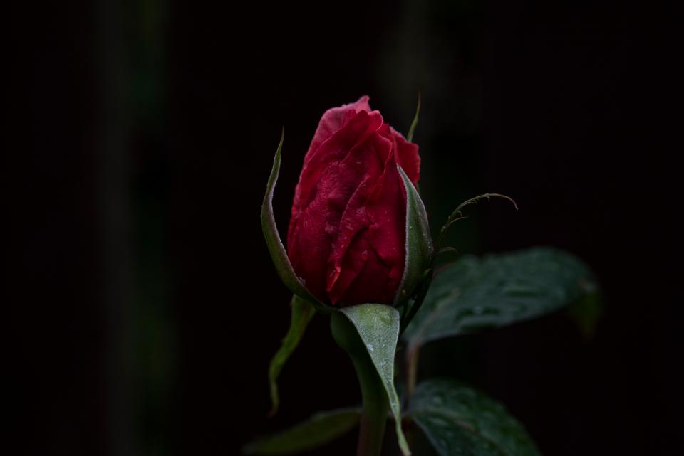 Dark Red
