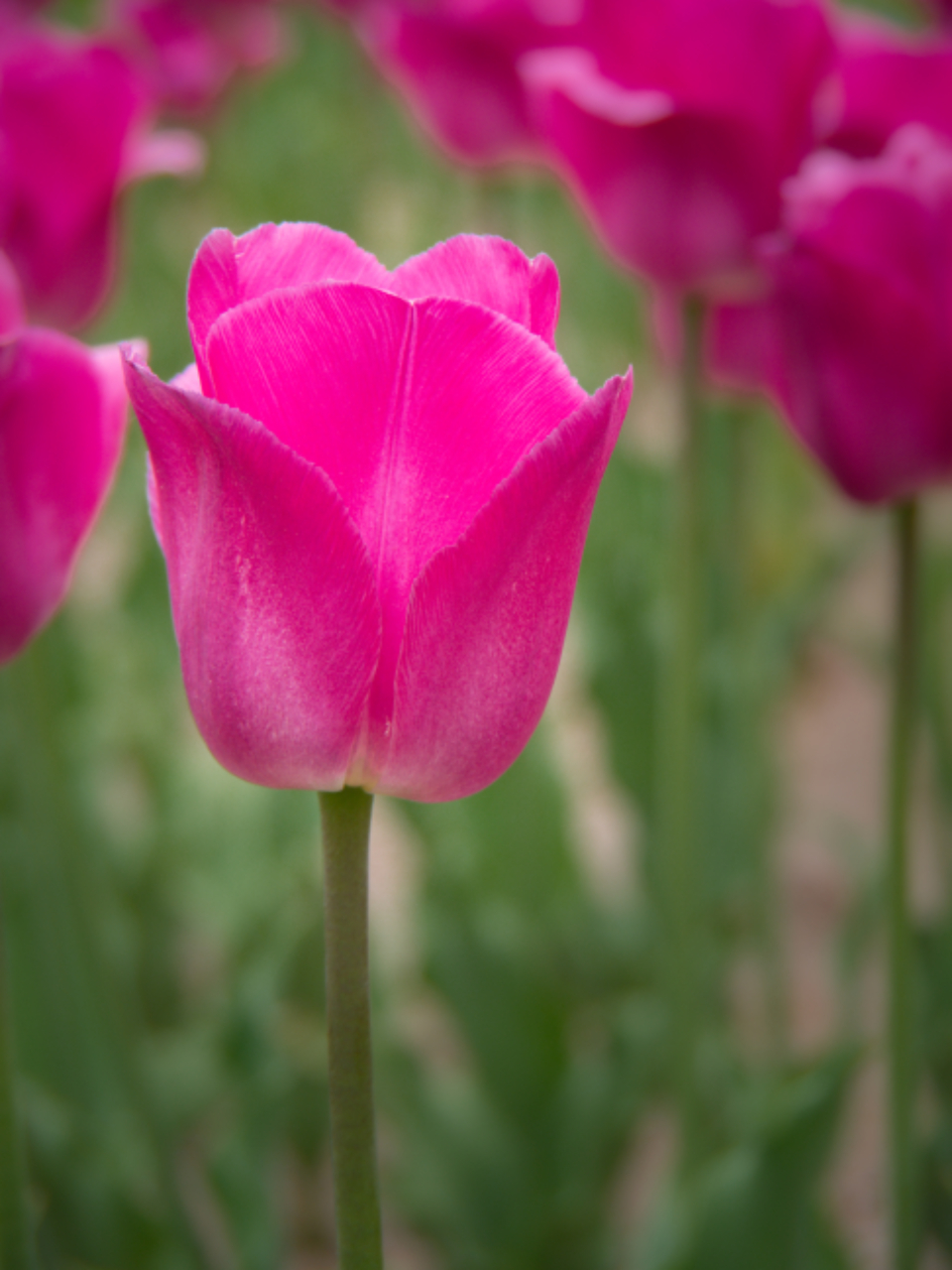 Pink Tulip