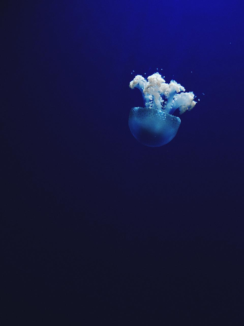 Sea Ocean