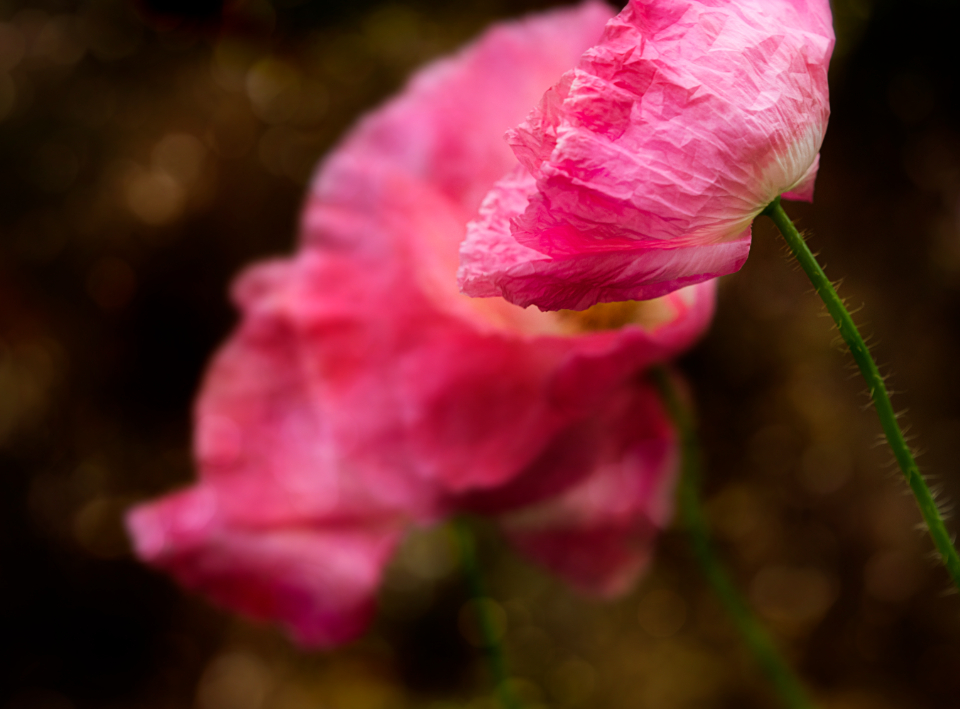 Flower Poppy